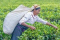 Tamil woman who works at Dambetenna estate breaks tea leaves Royalty Free Stock Photo